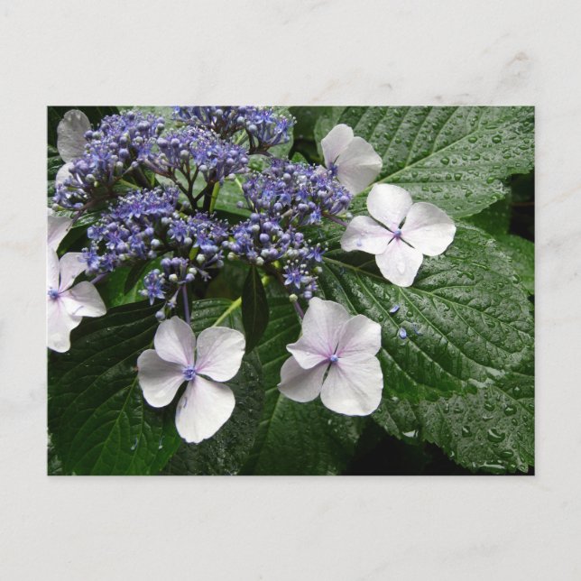 Hydrangea: Japan Postcard (Front)