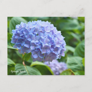 Hydrangea “Jogasaki” [Postcard] ポストカード Postcard