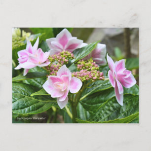 Hydrangea 'Konpeito' [Postcard] Postcard
