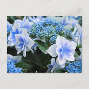 Hydrangea 'Konpeito' [Postcard] Postcard