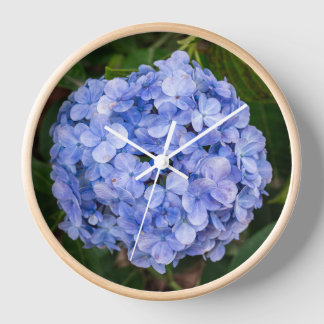 Hydrangea macrophylla clock