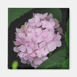 Hydrangea Magnet