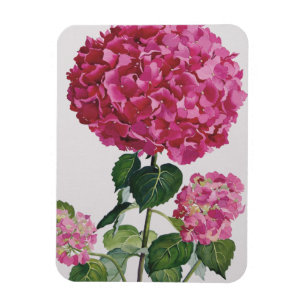 Hydrangea Magnet