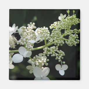 Hydrangea Magnet