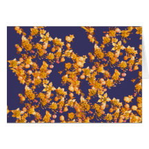 hydrangea orange and navy