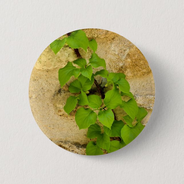 Hydrangea petiolaris Badge (Front)