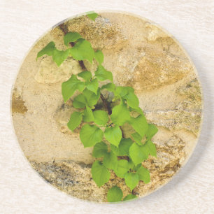 Hydrangea petiolaris coaster