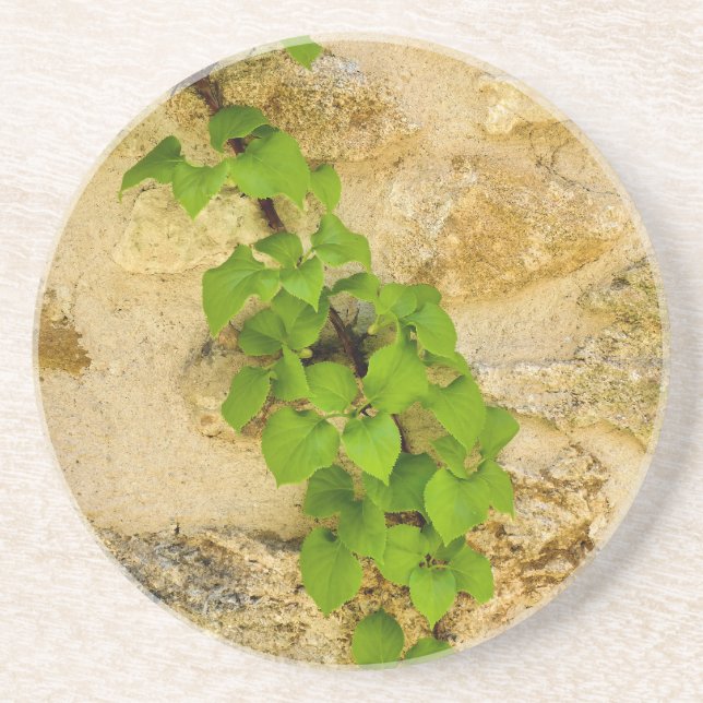 Hydrangea petiolaris coaster (Front)