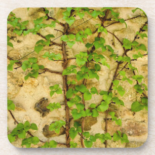 Hydrangea petiolaris coaster