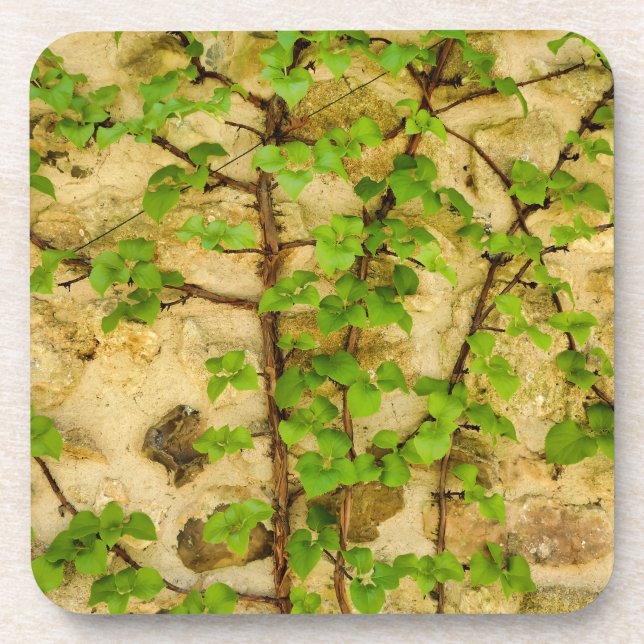 Hydrangea petiolaris coaster (Front)
