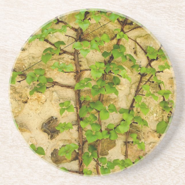 Hydrangea petiolaris coaster (Front)