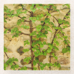 Hydrangea petiolaris glass coaster