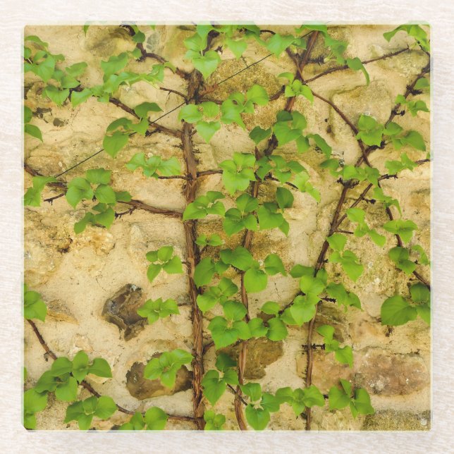 Hydrangea petiolaris glass coaster (Front)