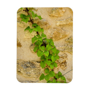 Hydrangea petiolaris magnet