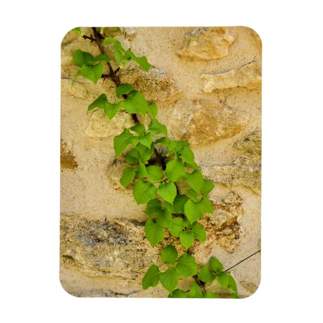 Hydrangea petiolaris magnet (Vertical)