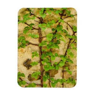 Hydrangea petiolaris magnet