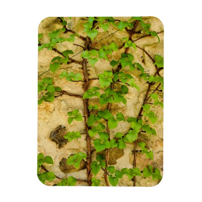 Hydrangea petiolaris magnet (Vertical)