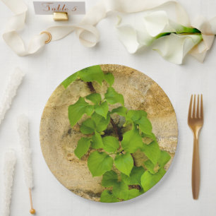 Hydrangea petiolaris Paper Plate