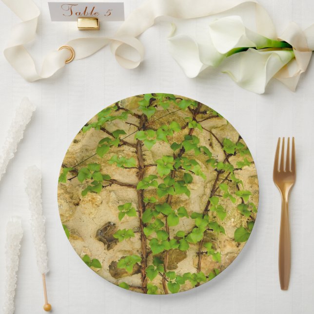 Hydrangea petiolaris Paper Plate (Wedding)