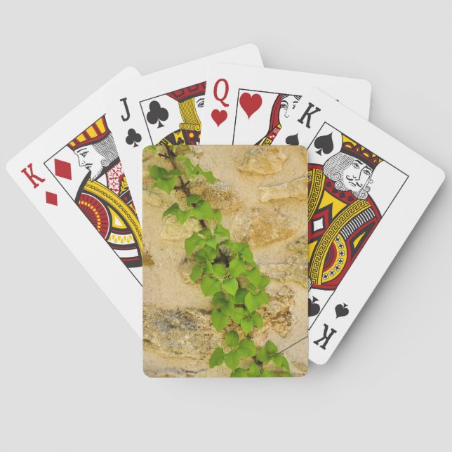 Hydrangea petiolaris playing cards (Back)