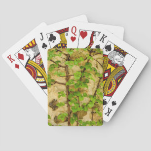 Hydrangea petiolaris playing cards