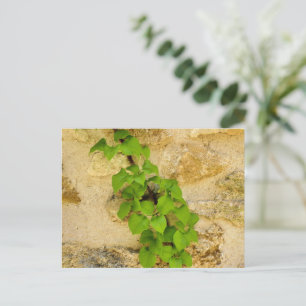 Hydrangea petiolaris postcard