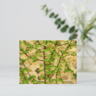 Hydrangea petiolaris postcard