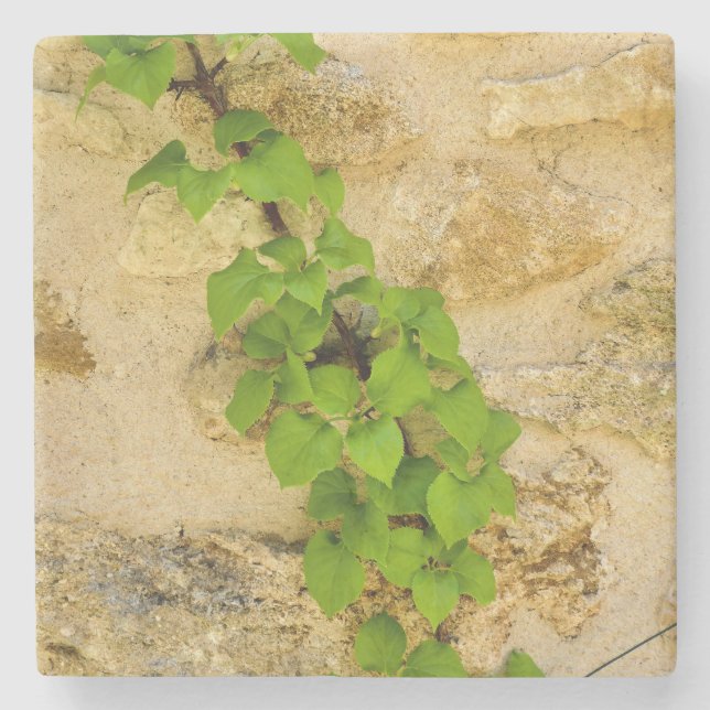 Hydrangea petiolaris stone coaster (Front)