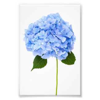 Hydrangea Photo Print