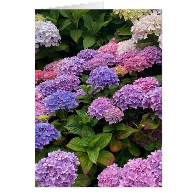 Hydrangea Photograph (Front)