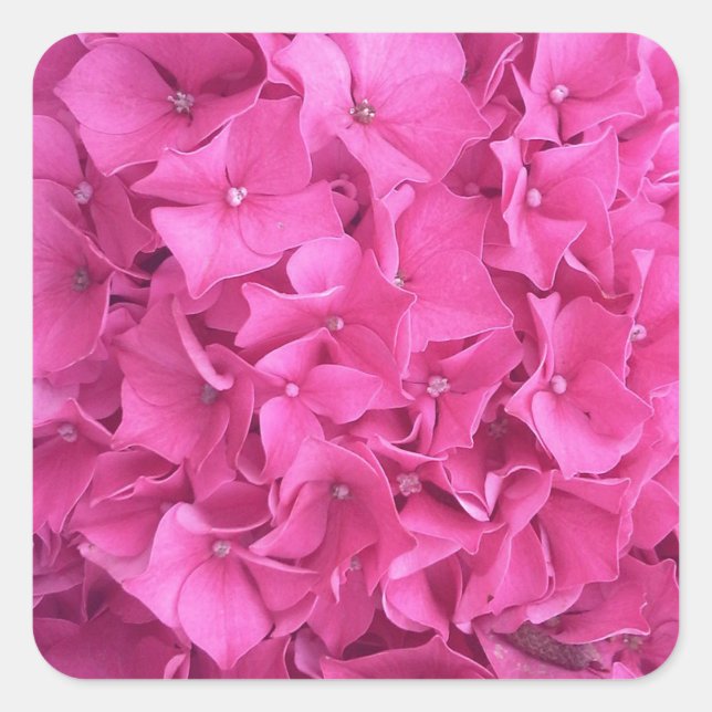 Hydrangea Pink Flower Pattern Square Sticker (Front)