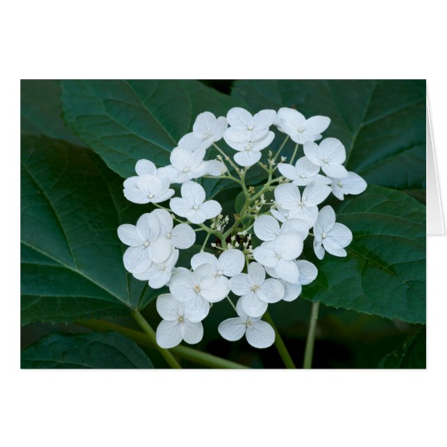 Hydrangea Plant and Flowers (Front Horizontal)