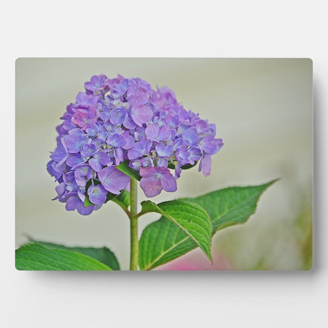 Hydrangea Plaque (Front)