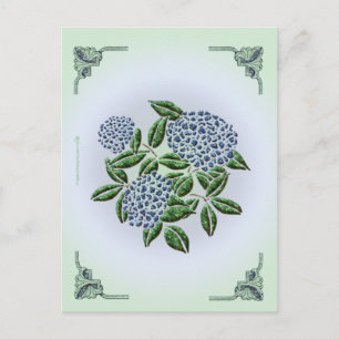 Hydrangea Postcard