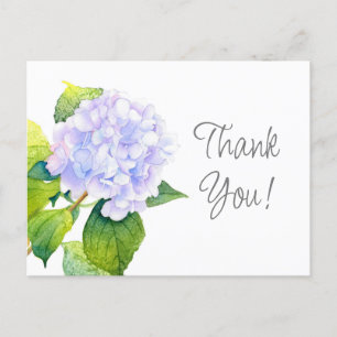 Hydrangea Postcard