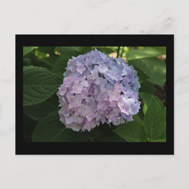 Hydrangea postcard (Front)