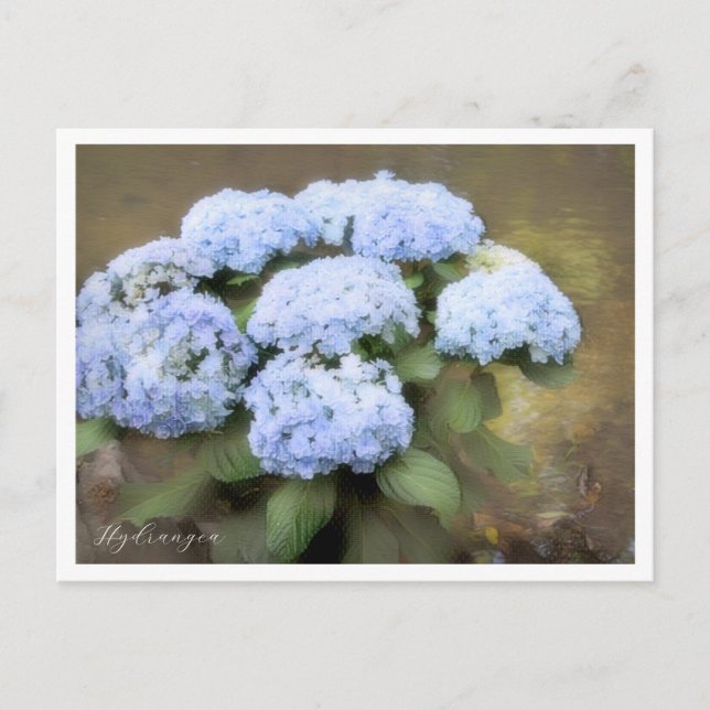 Hydrangea Postcard (Front)