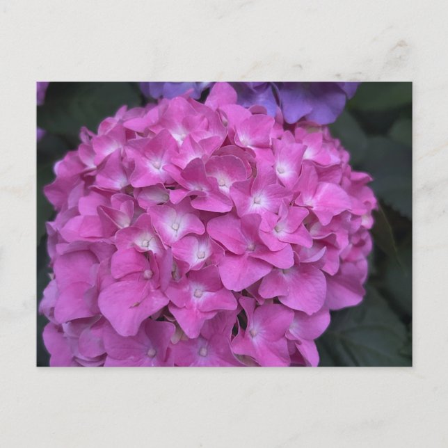Hydrangea Postcard (Front)