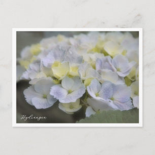 Hydrangea Postcard
