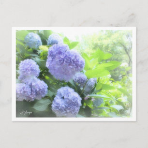 Hydrangea Postcard