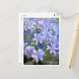 Hydrangea Postcard