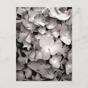 hydrangea postcard