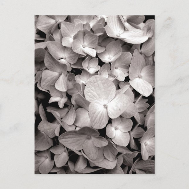 hydrangea postcard (Front)