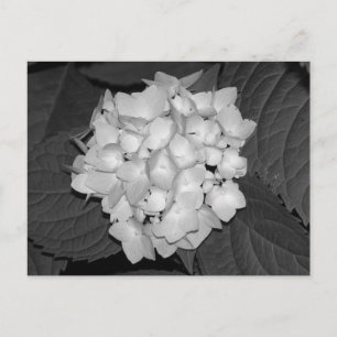 Hydrangea Postcard
