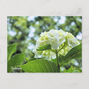 Hydrangea [Postcard] ポストカード Postcard