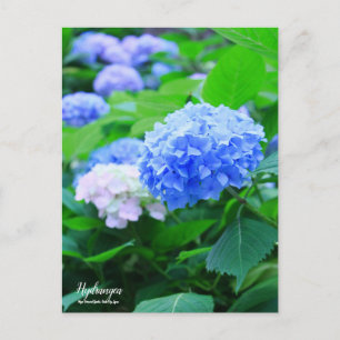Hydrangea ：Postcard Postcard