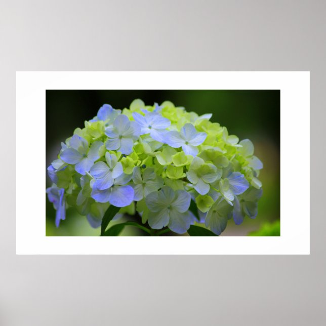 Hydrangea Poster (Front)