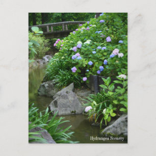 Hydrangea Scenery:Postcard Postcard