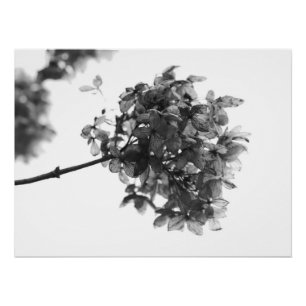 Hydrangea Seed Head Poster
