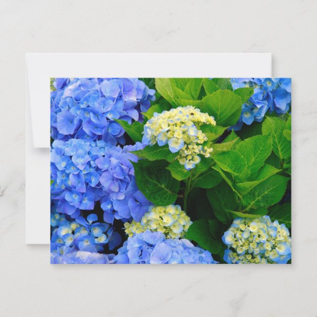 Hydrangeas (Front)